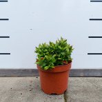 Vajgela kvetnatá (Weigela florida) ‘PICOBELLA ROSA’® - výška 10-15 cm, kont. C2L